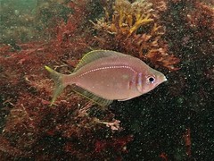 Parequula melbournensis