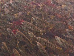 Helotes octolineatus