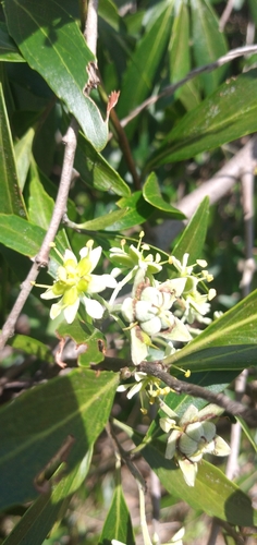 Image of Quillaja lancifolia by (c) Edson Luis Fabro Gasperin, some rights reserved (CC BY-SA)
