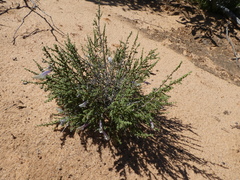 Prostanthera serpyllifolia microphylla