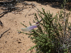 Prostanthera serpyllifolia microphylla