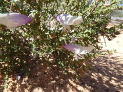 Prostanthera serpyllifolia microphylla