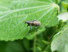 Naupactus versatilis