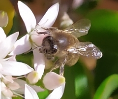 Apis mellifera
