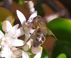 Apis mellifera