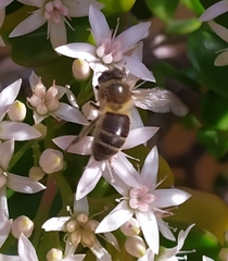 Apis mellifera