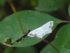 Scopula pulchellata agg