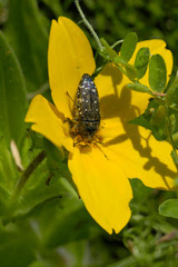 Acmaeodera ornatoides