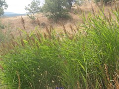 Bituminaria bituminosa