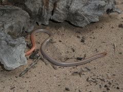 Aprasia inaurita