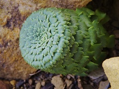 Moschopsis rosulata