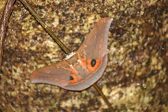 Pseudobunaea tyrrhena
