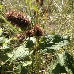 Lepechinia caulescens