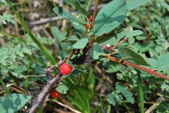 Cotoneaster uniflorus
