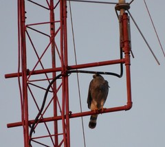 Buteo plagiatus