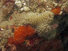 Clathria strepsitoxa