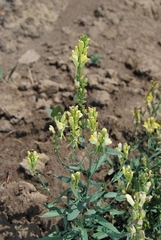 Linaria acutiloba