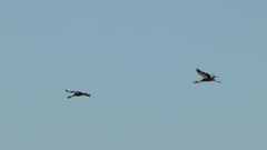 Balearica pavonina pavonina