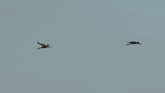 Balearica pavonina pavonina