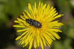 Acmaeodera ornatoides