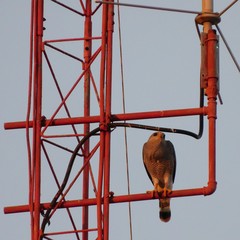 Buteo plagiatus