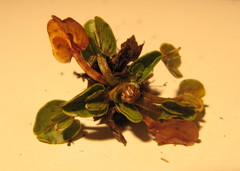 Caltha obtusa