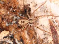 Anyphaena accentuata