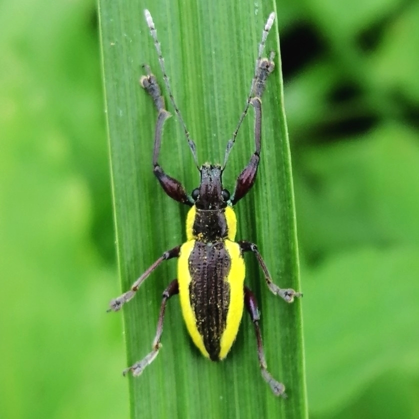 Naupactus tarsalis