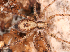 Anyphaena accentuata