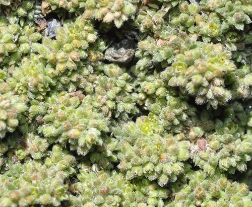 Herniaria boissieri