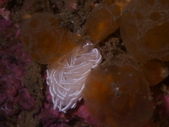 Favorinus blianus