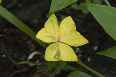 Oxalis obtriangulata
