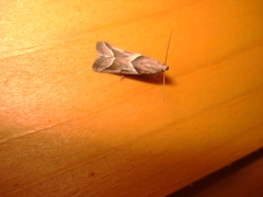 Nyctegretis lineana