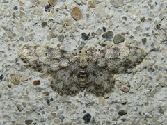 Idaea contiguaria