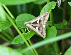 Melipotis bisinuata