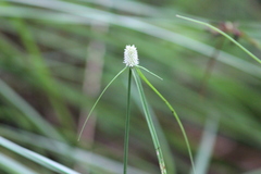 Cyperus sesquiflorus sesquiflorus