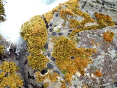 Sargassum obtusifolium