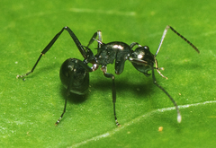 Polyrhachis mucronata