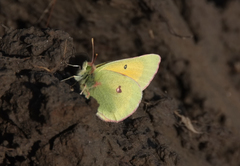 Colias hecla
