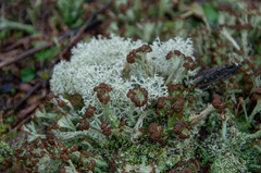 Cladonia cariosa