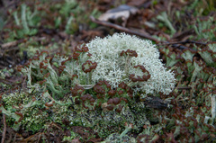 Cladonia cariosa