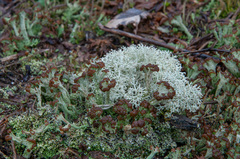Cladonia cariosa