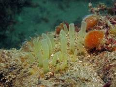 Polymastia penicillus