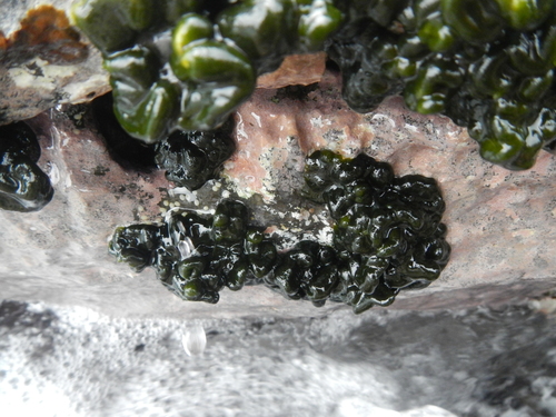 Codium observed 2016-11-18