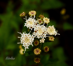 Ageratina glechonophylla