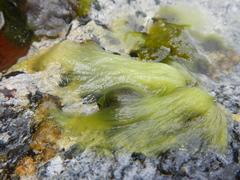 Cladophoraceae