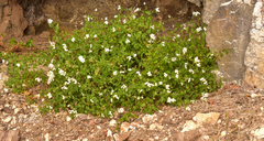Ageratina glechonophylla