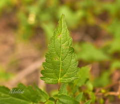 Ageratina glechonophylla