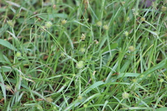 Cyperus alatus