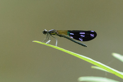 Aristocypha fenestrella